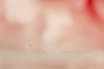 Beautiful water dew drops on dandelion seed on pink background