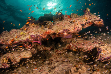 Plakat Underwater scene on colorful reef fish swimming together in clear water among a pristine reef formation