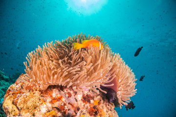 Fototapeta na wymiar Clownfish swimming among colorful soft coral in clear blue water
