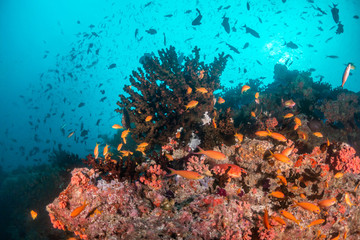 Naklejka na ściany i meble Colorful coral reef surrounded by tropical schools of small fish in clear blue water