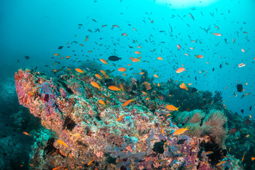 Naklejka na ściany i meble Colorful coral reef surrounded by tropical schools of small fish in clear blue water