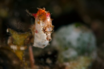 Naklejka na ściany i meble Pontoh's pygmy seahorse (Hippocampus pontohi). Underwater macro photography from Romblon, Philippines