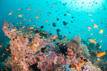 Fototapeta premium Colorful coral reef surrounded by tropical schools of small fish in clear blue water