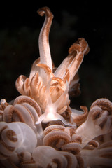 Nudibranch Phyllodesmium jakobsenae. Underwater macro photography from Romblon, Philippines
