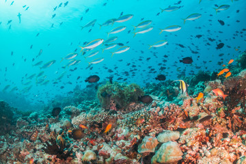 Plakat Colorful coral reef surrounded by tropical schools of small fish in clear blue water