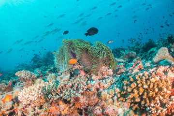 Fototapeta na wymiar Orange anemonefish swimming inside a soft coral in clear blue water
