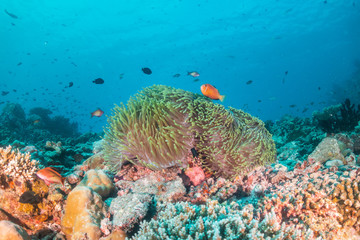 Fototapeta na wymiar Orange anemonefish swimming inside a soft coral in clear blue water