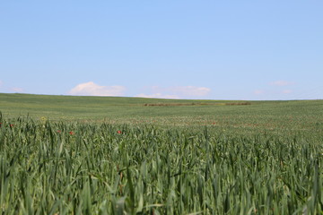 Como hacer harina, fase 1