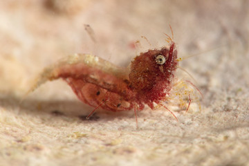 Sashimi Shrimp (Thorella cobourgi). Underwater macro photography from Romblon, Philippines
