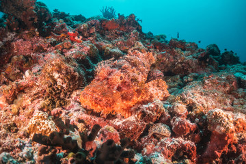 Fototapeta na wymiar Scorpion fish camouflaged resting on the reef
