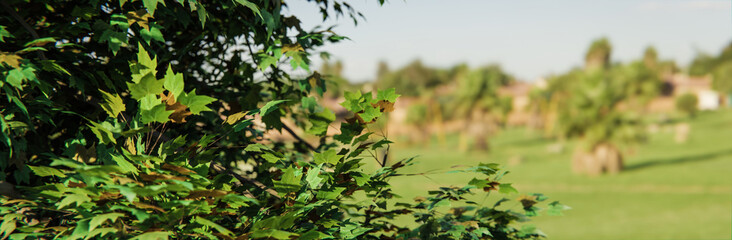 Baum mit grünen Blättern vor blauem Himmel: Konzept Natur und Jahreszeit