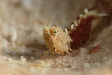 Sashimi Shrimp (Thorella cobourgi). Underwater macro photography from Romblon, Philippines