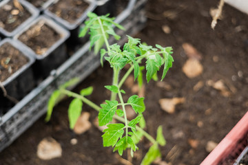tomato seedlings in the greenhouse for planting