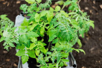 tomato seedlings in the greenhouse for planting
