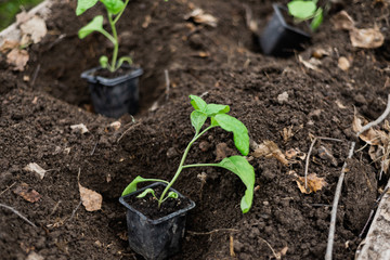 planting green seedlings in a greenhouse
