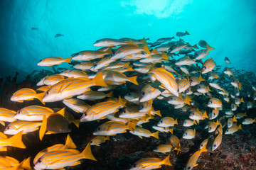 Fototapeta na wymiar School of yellow reef fish swimming together around the coral