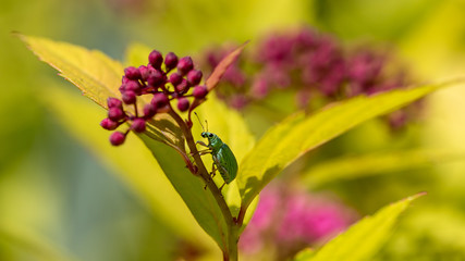 Green weevil on a spiral flower in a garden