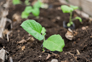 planting green seedlings in a greenhouse