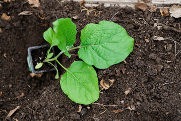 planting green seedlings in a greenhouse