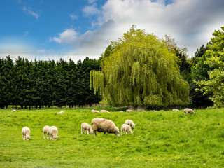 Obraz premium SHEEP FARMING