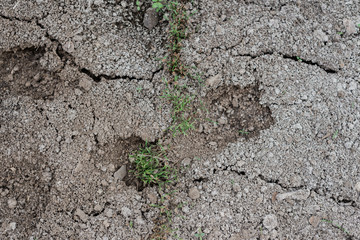 the texture of seedlings in the ground that has just sprung up