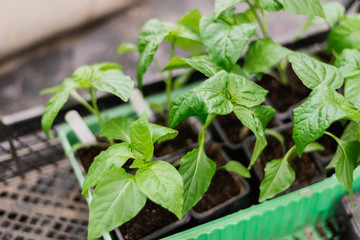 bell pepper seedlings in the greenhouse for planting