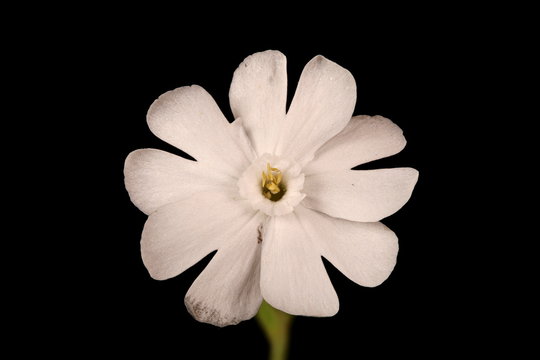 White Campion (Silene latifolia). Male Flower Closeup