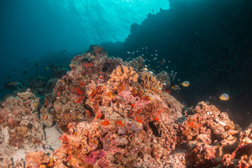 Fototapeta na wymiar Colorful coral reef surrounded by tropical schools of small fish in clear blue water