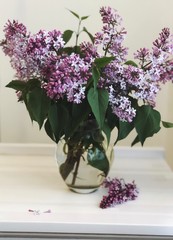 Purple lilac flowers in a vase