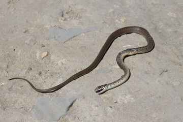 Snake with open jaws krupnom plan looks at camera and crawls. Viper and in the courtyard, the concept of catching snakes