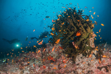 Fototapeta na wymiar Scuba divers swimming over a colorful coral reef surrounded with fish