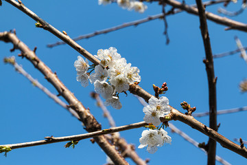 white Cherry blossoms in springs