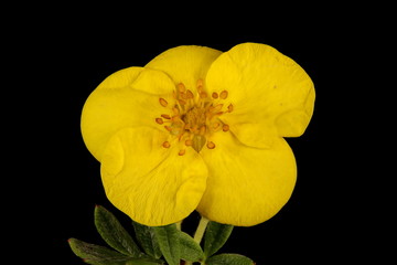 Fototapeta premium Shrubby Cinquefoil (Dasiphora fruticosa). Flower Closeup