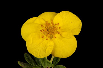 Shrubby Cinquefoil (Dasiphora fruticosa). Flower Closeup