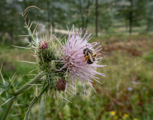 Bee on a Thistle Flower