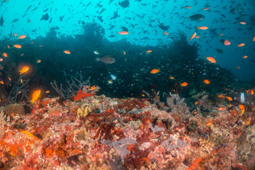 Colorful coral reef surrounded by tropical schools of small fish in clear blue water