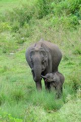 Fototapeta premium Asian elephant also called Asiatic elephant, is the only living species of the genus Elephas and is distributed throughout the Indian subcontinent and Southeast Asia
