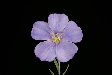 Obraz premium Perennial Flax (Linum perenne). Flower Closeup