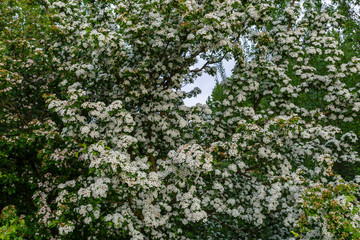 Fototapeta na wymiar Majuelo, arbusto cubierto de flores blancas. Espino Albar o Blanco. Crataegus monogyna.