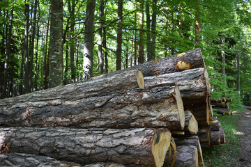 Ungeschälte Holzstämme als Gefahr für Borkenkäferbefall, Käferbäume als Schadholz für Forstwirtschaft Industrie