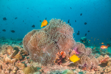 Fototapeta na wymiar Tropical fish swimming around colorful reef formations