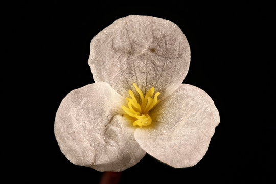 Frogbit (Hydrocharis morsus-ranae). Female Flower Closeup