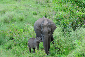 Fototapeta premium Asian elephant also called Asiatic elephant, is the only living species of the genus Elephas and is distributed throughout the Indian subcontinent and Southeast Asia