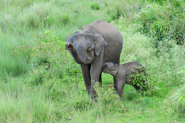 Obraz premium Asian elephant also called Asiatic elephant, is the only living species of the genus Elephas and is distributed throughout the Indian subcontinent and Southeast Asia
