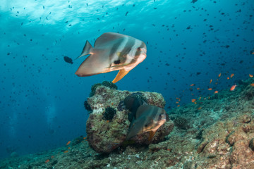 School of batfish swimming in clear water above the reef