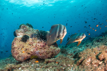 School of batfish swimming in clear water above the reef