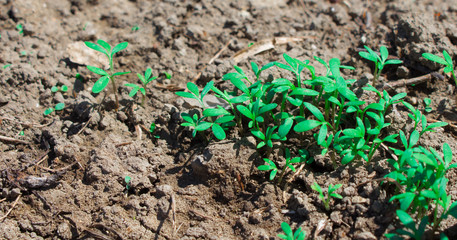  Sprouted seeds in the garden, young shoots of greenery, first sprouts of sowing. Sprouts of parsley, cilantro and dill