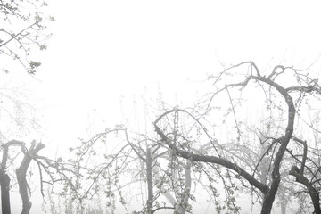 empty apple garden and fog