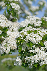Blühender Weißdorn, Crataegus, im Frühling