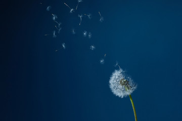 Dandelion with seeds blowing away in the wind in blue sky.